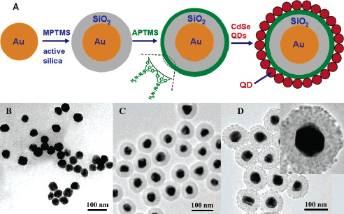 Gold, SiO2, QD heterostructures